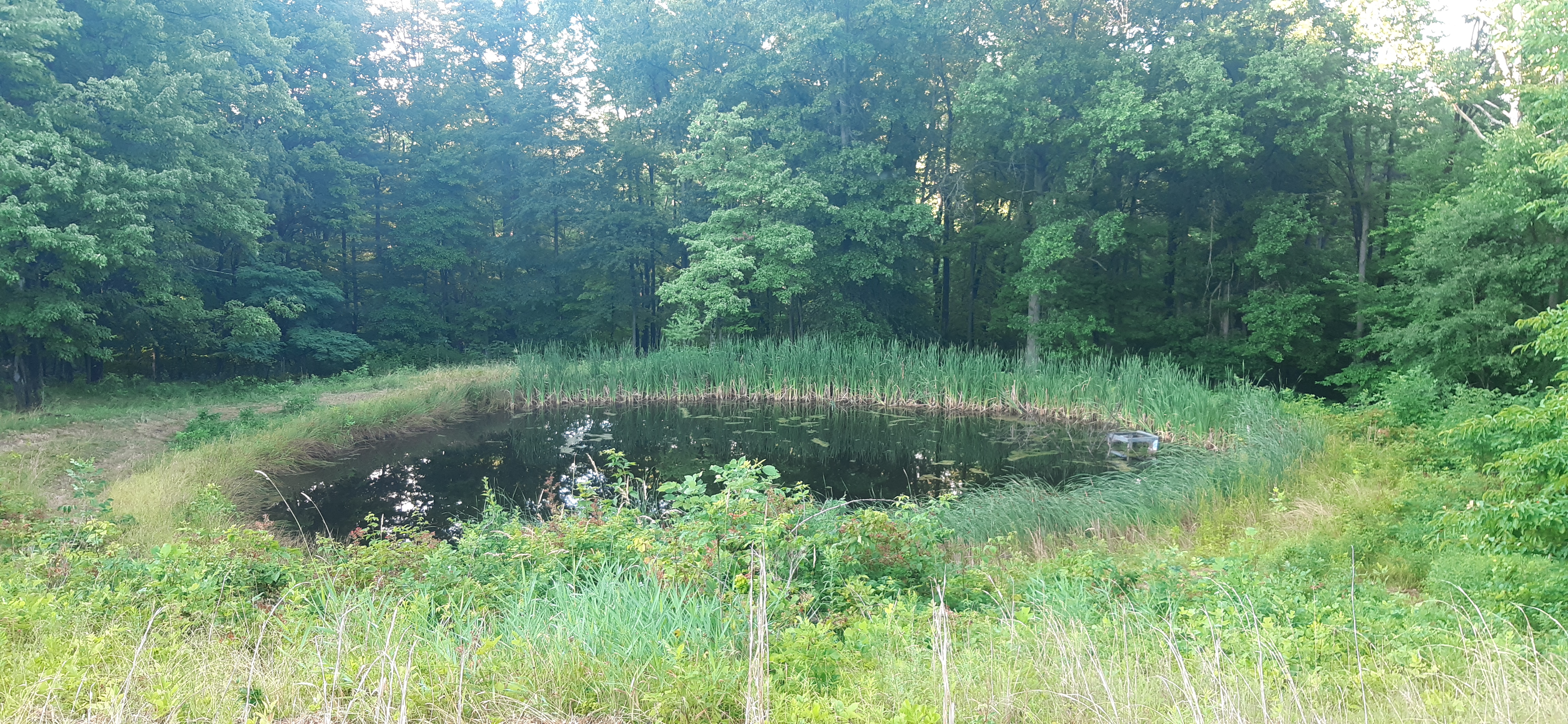 pond